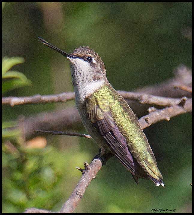 _3SB7666 rufous hummingbird female.jpg